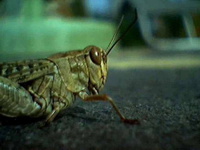 heuguemper