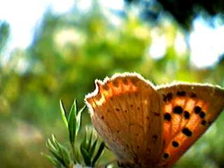 schmetterling
